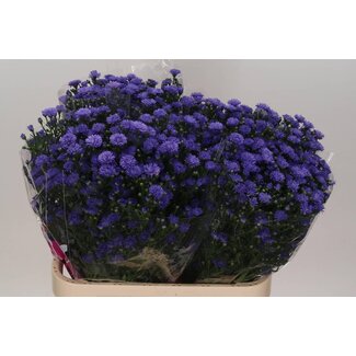 Freshy Aster Astee “Dark Milka” | Farbe: Lila | Länge ± 80 centimeter | Pro 25 Stiele frische Blumen