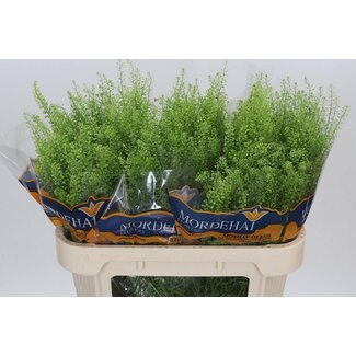 Freshy Lepidium “Green Bell” | Farbe: Grün | Länge ± 70 centimeter | Pro 25 Stielen frische Blumen