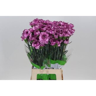 Freshy Long carnation “Funza Royal Damascus” | Colour: Purple | Length ± 70 centimetre | Per 20 fresh flowers