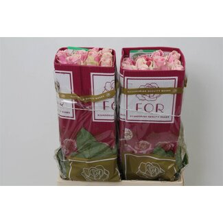 Freshy Großblütige Rose “Rosita Vendela” | Farbe: Rosa | Länge ± 60 centimeter | Herkunft Ecuador | Pro 25 frische Rosen