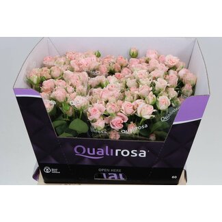 Freshy Hollandse Trosroos “Bombastic” | Kleur: Wit Roze | Lengte ± 60 centimeter | Per 10 verse rozen
