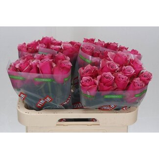 Freshy Roses “Majestic Athena” | Kleur: Roze | Longueur ± 60 centimeter | Par 10 roses