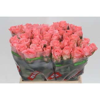Freshy Roses “Unicorn” | Couleur: Rose | Longueur ± 40 centimeter | Par 20 roses