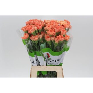 Freshy Œillet long “Funza Hermes Orange” | Couleur: Orange | Longueur ± 70 centimeter | Par 20 fleurs fraîches