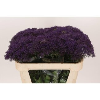 Freshy Trachelium “Pu Lake Michig” | Couleur: Violet | Longueur ± 70 centimeter | Par 20 fleurs fraîches