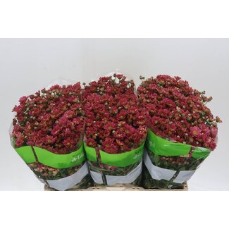 Freshy Chrysanthemum Chrysanthemum Santini “Rossi Lobster” | Colour: Brown Red | Length ± 55 centimeter | Per 25 stems fresh flowers