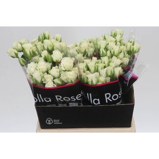 Freshy Dutch spray rose “Snowflake” | Colour: White | Length ± 40 centimetre | Per 20 fresh roses