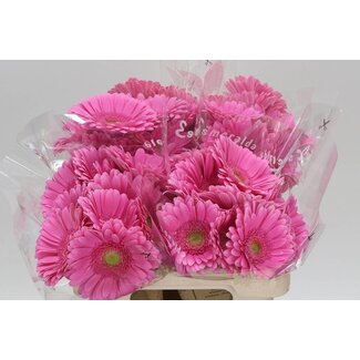 Freshy Gerbera “Glossy” | Colour: Pink | Length ± 50 centimetre | Per 10 fresh flowers