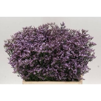 Freshy Limonium Safora “Lilac” | Kleur: Paars | Lengte ± 60 centimeter | Per 25 stelen verse bloemen