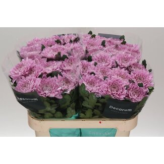 Freshy Déco Chrysanthème Chrysant “Kalimba” | Couleur: Violet | Longueur ± 70 centimeter | Par 10 fleurs fraîches
