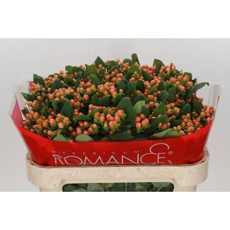 Freshy Hypericum Johanniskraut “Mellow Romance” Verzweigt | Farbe: Orange | Länge ± 70 centimeter | Pro 25 frische Blumen