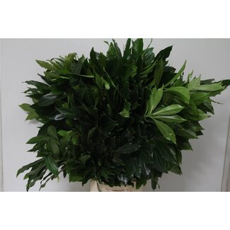 Freshy Cocculus Blatt | Farbe: Grün | Lengte ± 70 centimeter | Pro 50 Zweige