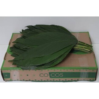 Freshy Rabbit Large | Farbe: Grün | Länge ± 60 centimeter | Pro 5 Bündel