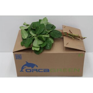 Freshy Salal Gaultheria Mini | Colour: Green | Length ± 35 centimeter | Per 5 bunches
