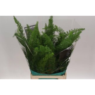 Freshy Asparagus Densiflorus “Myersii” | Farbe: Grün | Länge ± 60 centimeter | Pro 50 Zweige