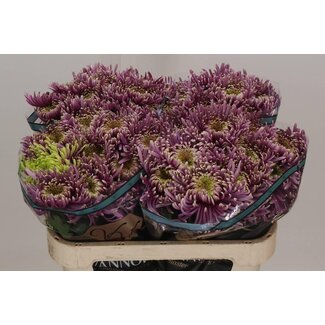Freshy Deco Chrysanthemum Chrysanthemum “Baltazar Intense” | Colour: Purple | Length ± 75 centimeter | Per 10 fresh flowers