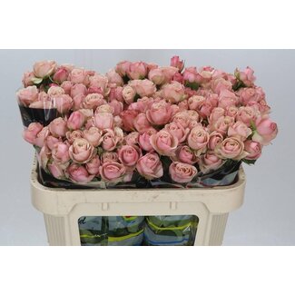 Freshy Rose en grappes hollandaise “Destini” | Couleur: Rose | Longueur ± 70 centimeter | Par 10 roses fraîches