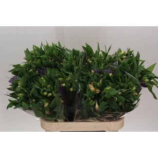 Freshy Alstroemeria “True Dream” | Colour: Pink | Length ± 75 centimeter | Per 10 stems fresh flowers