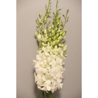 Freshy Dendrobium Orchidée “Bwl” taille L | Couleur: Blanc | Longueur ± 45 centimeter | Par 10 fleurs fraîches