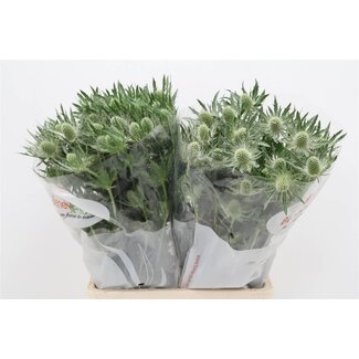 Freshy Eryngium “Magical White Lagoon” | Colour: White | Length ± 70 centimetre | Per 10 fresh stems