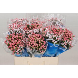 Freshy Hypericum “Coco Casino” | Kleur: Roze | Lengte ± 60 centimeter | Per 20 verse stelen