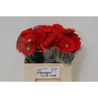 Freshy Germini Aqua “Curry” | Colour: Orange | Length ± 50 centimetre | Per 20 fresh flowers