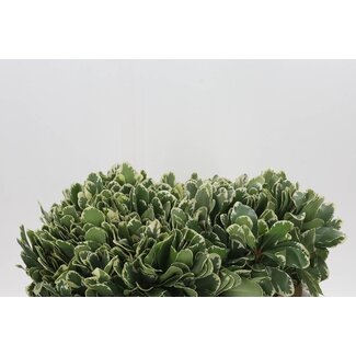 Freshy Pittosporum “To Ilan” | Couleur: Vert | Longueur ± 40 centimeter | Par 50 branches