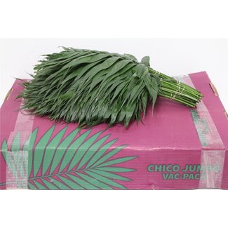 Freshy Chamaedorea Elegans Chico Jumbo Azteca Palm leaf | Colour: Green | Length ± 40 centimetre | Per 5 bunches