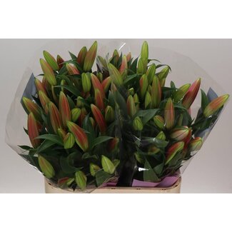 Freshy Lily Oriental Aqua x Trumpet Lily “Tabledance” | Colour: Pink | Length ± 90 centimetre | Per 10 stems fresh flowers