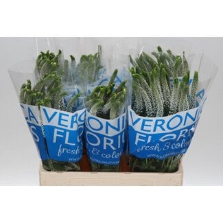 Freshy Veronica Erepreis “Smart Caya” | Farbe: Weiß | Länge ± 60 centimeter | Pro 25 Stiele frische Blumen