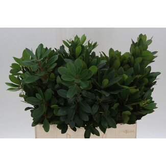 Freshy Arbutus Unedo Strawberry tree | Colour: Green | Length ± 60 centimetre | Per 50 stems