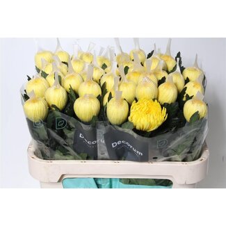 Freshy Deco Chrysanthemum Chrysanthemum “Pjotr” | Colour: Yellow | Length ± 70 centimeter | Per 10 fresh flowers