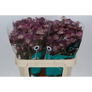 Freshy Astrantia Zeeuws Knoopje “Roma” | Couleur: Rose | Longueur ± 70 centimeter | Par 25 tiges de fleurs fraîches