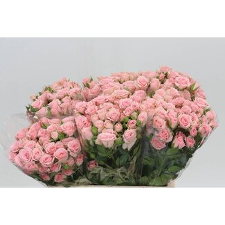 Freshy Dutch Trosroos “Lydia” | Colour: Pink | Length ± 40 centimetre | Per 10 fresh roses