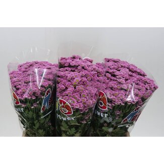 Freshy Chrysantheme Chrysant Santini “Mad Tanga Pink” | Farbe: Pink Lila | Länge ± 55 centimeter | Pro 25 Stielen frische Blumen