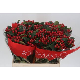 Freshy Hypericum St John's-wort “True Romance” | Colour: Red | Length ± 60 centimetre | Per 25 stems fresh flowers