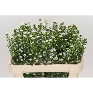 Freshy Aster “Paquita” | Couleur: Blanc | Longueur ± 70 centimeter | Par 25 tiges de fleurs fraîches