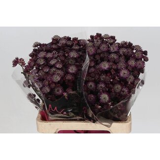 Freshy Astrantia "Star Of Love" | Colour: Purple Red | Length ± 60 centimetre | Per 25 fresh flowers