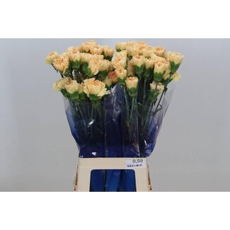 Freshy Long carnation “Funza Caroline Gold High” | Colour: Orange | Length ± 70 centimeter | Per 20 fresh flowers