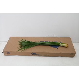 Freshy Lilly Grass Lily grass | Colour: Green | Length ± 70 centimetre | Per 5 bunches