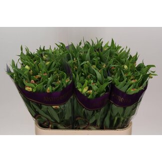Freshy Alstroemeria Incalelie “Bali” | Colour: Yellow | Length ± 75 centimetre | Per 10 stems fresh flowers