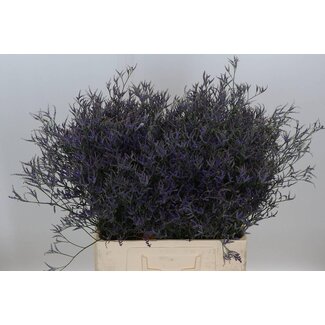 Freshy Limonium Safora “Dunkelblau” | Farbe: Blau | Länge ± 60 centimeter | Pro 25 Stiele frische Blumen