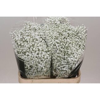 Freshy Gypsophila Paniculata baby's breath “Cosmic” | Colour: White | Length ± 85 centimeter | Origin Ecuador | Per 25 stems fresh flowers