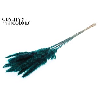 QC Getrocknete Pampasplumen | Farbe: Türkis | Länge 70 centimeter | Pampasgras Trockenblumen | 10 Plumen pro Bund | Pro Bund