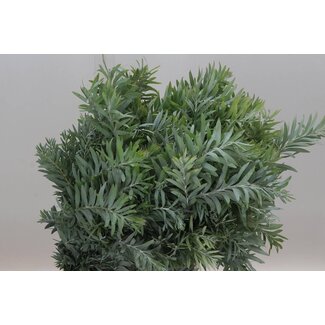 Freshy Mimosa “Luna” | Kleur: Groen | Länge ± 60 centimeter | Pro 5 Bündel