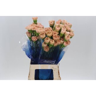Freshy Lange Nelke “Funza Lege Marrone High” | Farbe: Orange | Länge ± 70 centimeter | Pro 20 frische Blumen