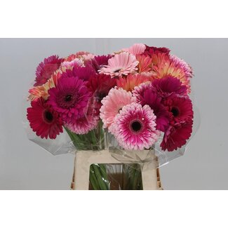 Freshy Gerbera Mix Roze Kwekers Keus | Kleur: Gemengde Kleuren | Lengte ± 50 centimeter | Per 10 verse bloemen