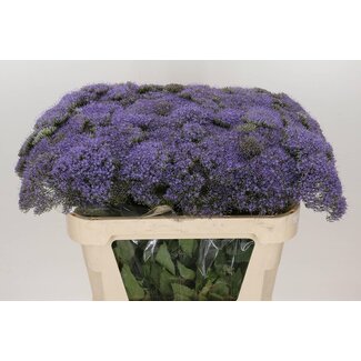 Freshy Trachelium Blue “Lake Michigan” | Colour: Purple | Length ± 70 centimetre | Per 20 stems fresh flowers
