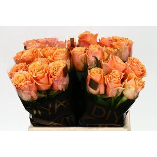 Freshy Roses “Carpe Diem” | Colour: Orange | Length ± 40 centimetre | Per 20 roses
