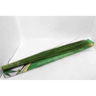 Freshy Steelgrass Biestengras L12 | Kleur: Groen | Lengte ± 120 centimeter | Per 10 bossen
